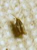 320431 – Photo : Moth-er – France (69)